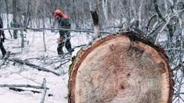 Free download Chainsaw Still Forest -  free video to be edited with OpenShot online video editor