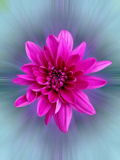 Téléchargement gratuit Chamanti Purple Flower - photo ou image gratuite à éditer avec l'éditeur d'images en ligne GIMP