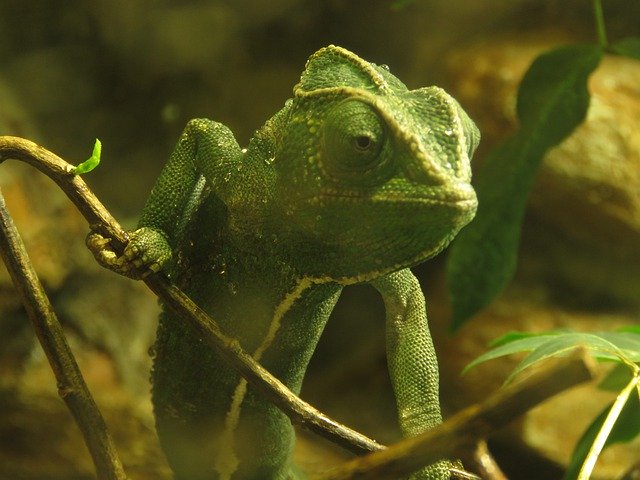 دانلود رایگان Chameleon Animal Animals - عکس یا تصویر رایگان قابل ویرایش با ویرایشگر تصویر آنلاین GIMP