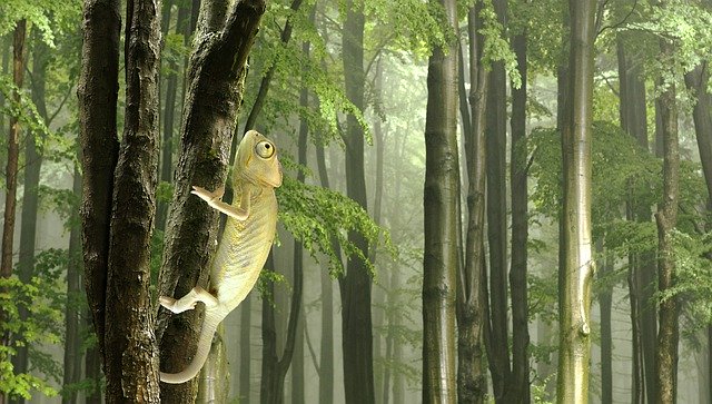 Muat turun percuma Pokok Haiwan Chameleon - foto atau gambar percuma untuk diedit dengan editor imej dalam talian GIMP