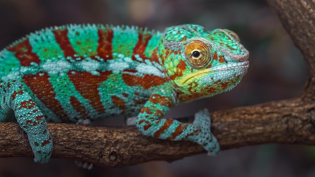 Free download chameleon camouflage iguana head free picture to be edited with GIMP free online image editor