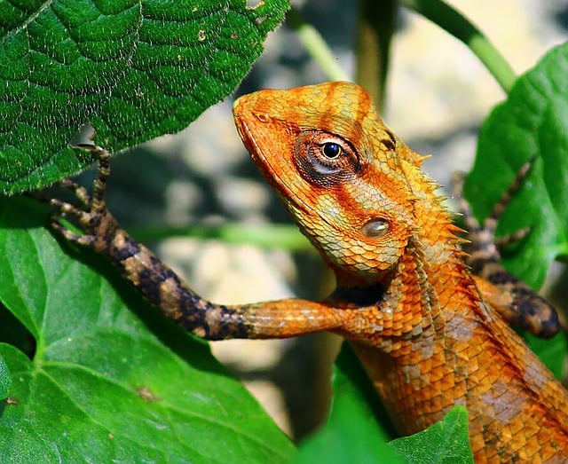Free download chameleon iguana animal lizard free picture to be edited with GIMP free online image editor