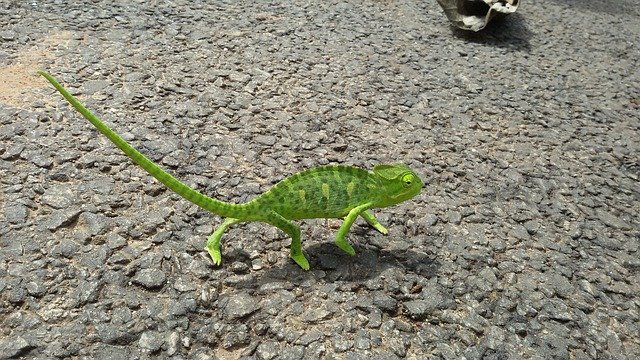 Téléchargement gratuit Chameleon Lizard Green - photo ou image gratuite à éditer avec l'éditeur d'images en ligne GIMP