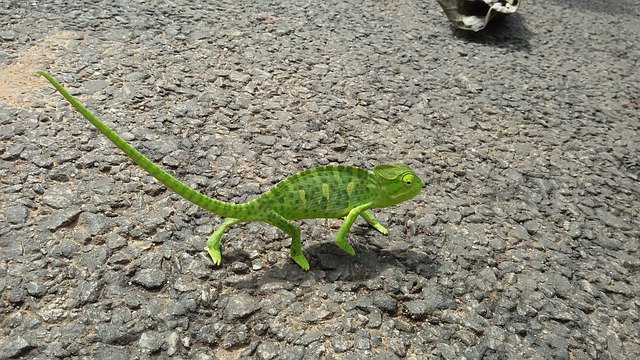 Free download Chameleon Lizard Green -  free photo or picture to be edited with GIMP online image editor