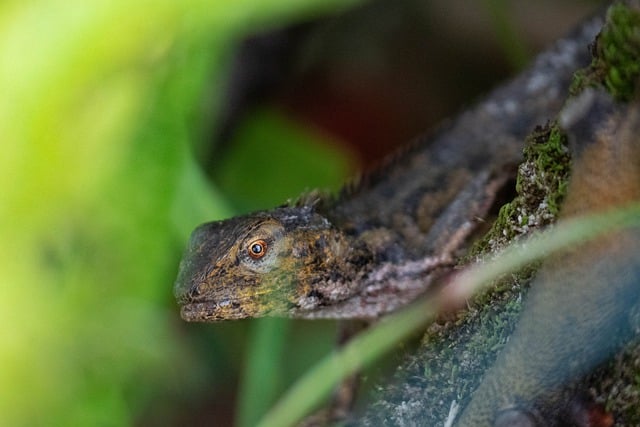 Free download chameleon lizard reptile animal free picture to be edited with GIMP free online image editor