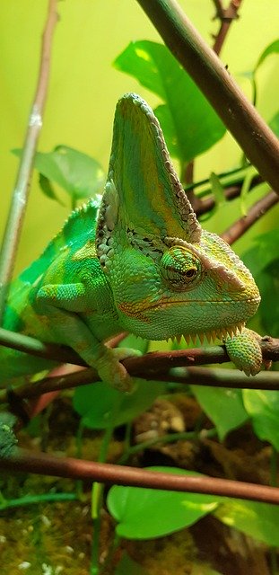 تنزيل Chameleon Reptilian Green مجانًا - صورة أو صورة مجانية ليتم تحريرها باستخدام محرر الصور عبر الإنترنت GIMP