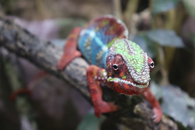 Free download chameleon skin colorful rainbow free picture to be edited with GIMP free online image editor