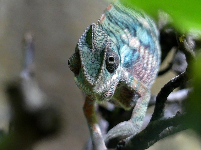 Free download Chameleon Zoo Nature -  free photo or picture to be edited with GIMP online image editor
