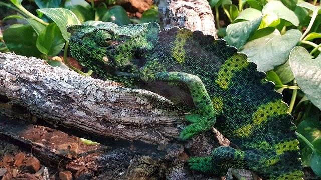 Muat turun percuma Reptilia Zoo Chameleon - foto atau gambar percuma untuk diedit dengan editor imej dalam talian GIMP