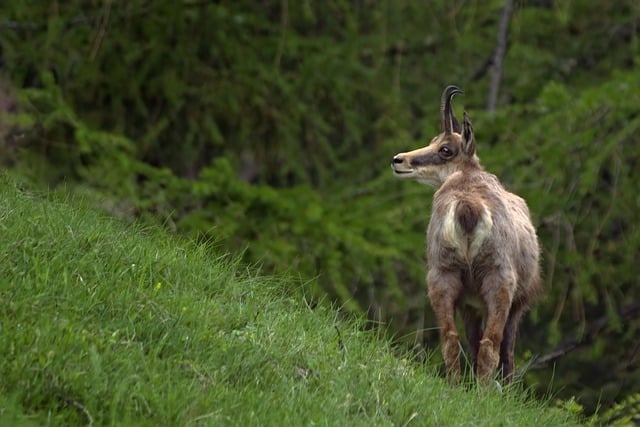 Free download chamois animal mammal free picture to be edited with GIMP free online image editor