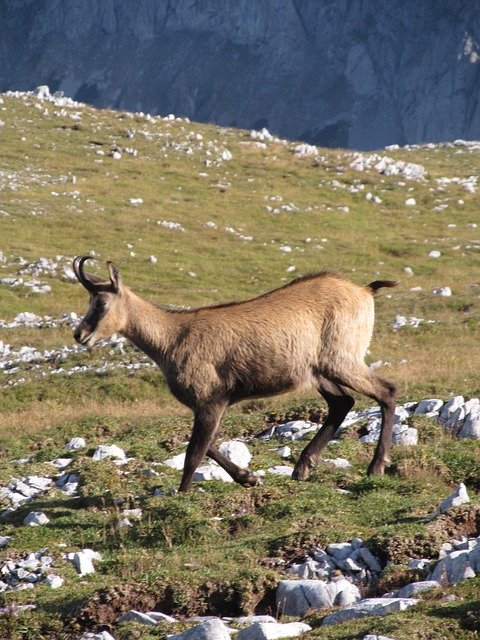Free download Chamois Mountains Alpine -  free photo or picture to be edited with GIMP online image editor