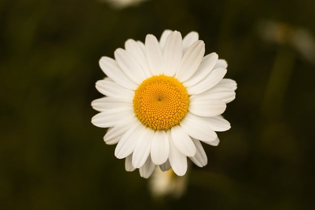 Free download chamomile camomile bloom nature free picture to be edited with GIMP free online image editor