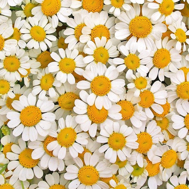 Free download Chamomile Daisies White -  free photo or picture to be edited with GIMP online image editor