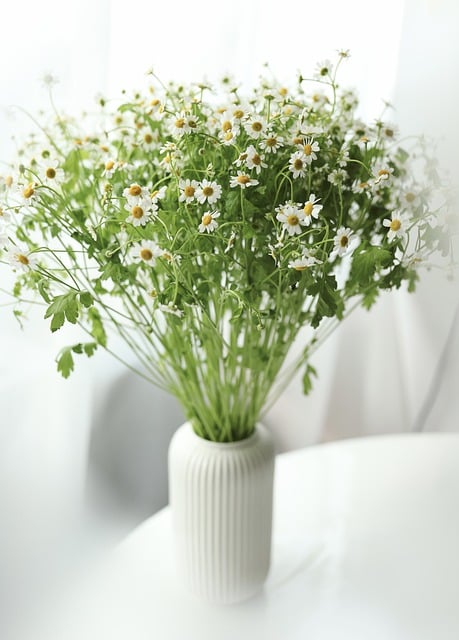 Free download chamomile flowers daisies bouquet free picture to be edited with GIMP free online image editor