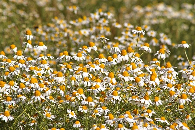 Free download Chamomile Flowers Nature -  free photo or picture to be edited with GIMP online image editor