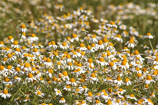 Muat turun percuma Chamomile Flowers Nature - foto atau gambar percuma untuk diedit dengan editor imej dalam talian GIMP