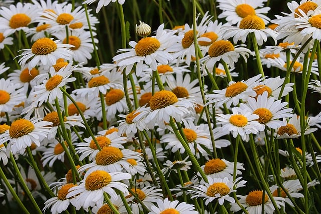 Free download chamomile flowers plants meadow free picture to be edited with GIMP free online image editor
