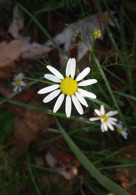 Descarga gratuita Chamomile Hageblüthe Daisy - foto o imagen gratuita para editar con el editor de imágenes en línea GIMP