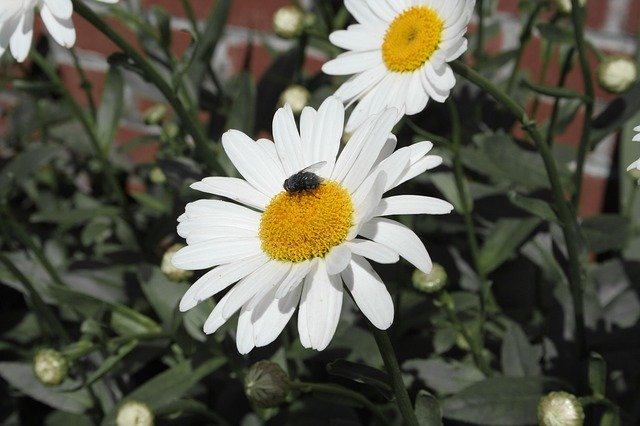 Free download Chamomile Housefly Flower -  free photo or picture to be edited with GIMP online image editor