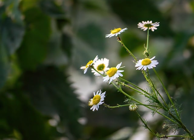 Free download chamomile nature flower wallpaper free picture to be edited with GIMP free online image editor
