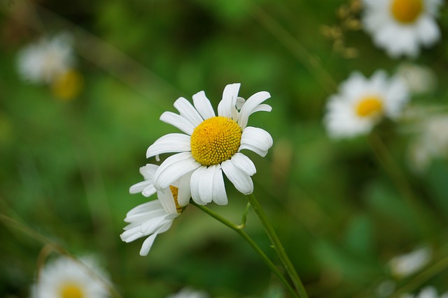 Free download chamomile petals blossom bloom free picture to be edited with GIMP free online image editor