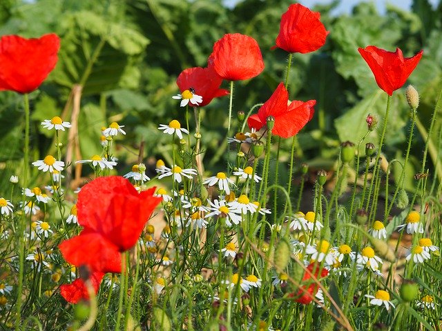 Téléchargement gratuit de Camomille Poppy Red - photo ou image gratuite à modifier avec l'éditeur d'images en ligne GIMP