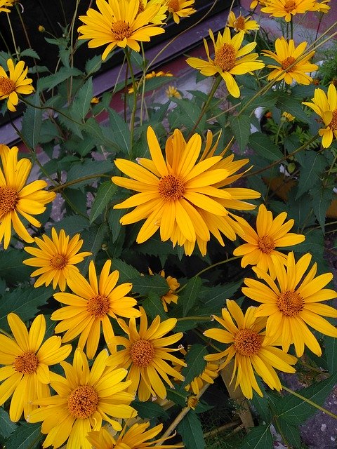 Free download Chamomile Summer A Yellow Flower -  free free photo or picture to be edited with GIMP online image editor