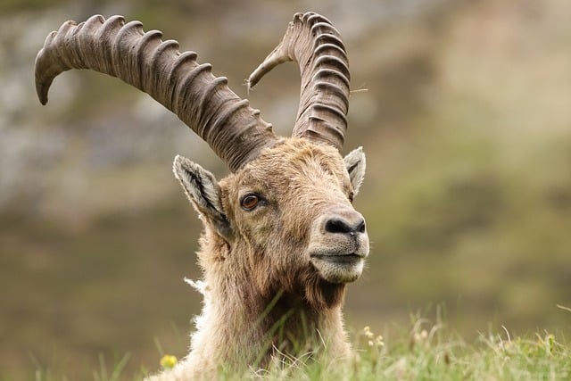 Free download champagne alps animal ibex free picture to be edited with GIMP free online image editor