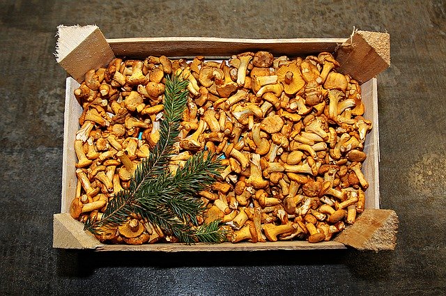 הורדה חינם Chanterelles Eierschwammerl - תמונה או תמונה בחינם לעריכה עם עורך התמונות המקוון GIMP