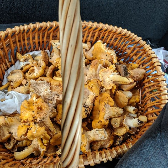 Free download Chanterelles Mushrooms Basket -  free photo or picture to be edited with GIMP online image editor