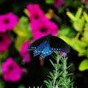 Charcoal Blue Butterfly  screen for extension Chrome web store in OffiDocs Chromium
