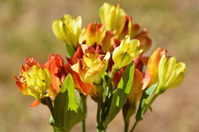 Free download charmelia flowers yellow flowers free picture to be edited with GIMP free online image editor