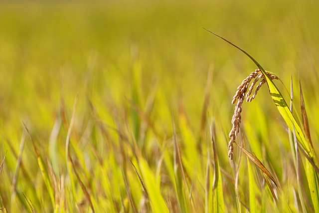 Free download ch asian rice rice isaac fruit free picture to be edited with GIMP free online image editor