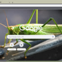 Chau Chau Xanh  screen for extension Chrome web store in OffiDocs Chromium