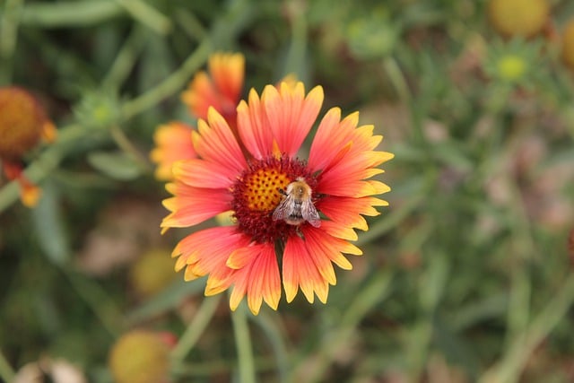 Free download cheeky flower garden insect pollen free picture to be edited with GIMP free online image editor