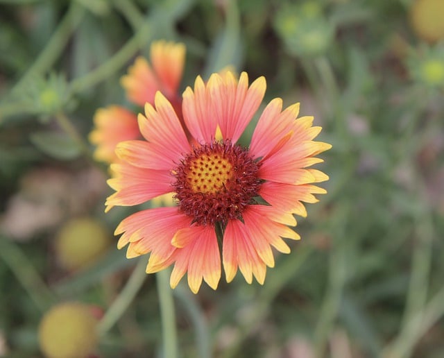 Free download cheeky gaillardia pulchella flower free picture to be edited with GIMP free online image editor