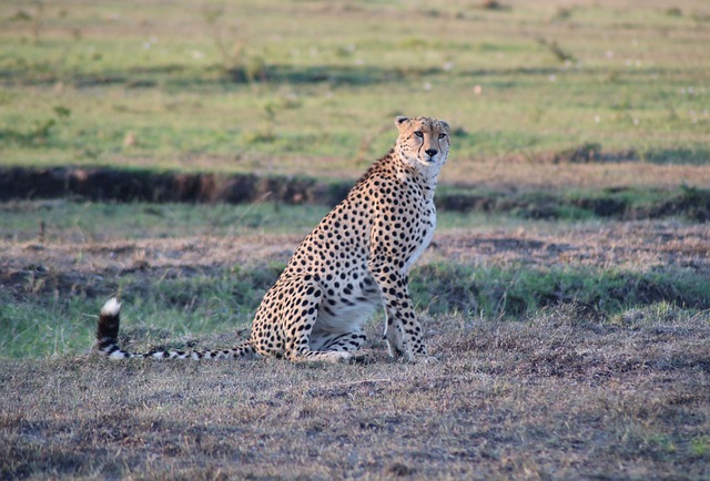 Free download cheetah animal africa wilderness free picture to be edited with GIMP free online image editor