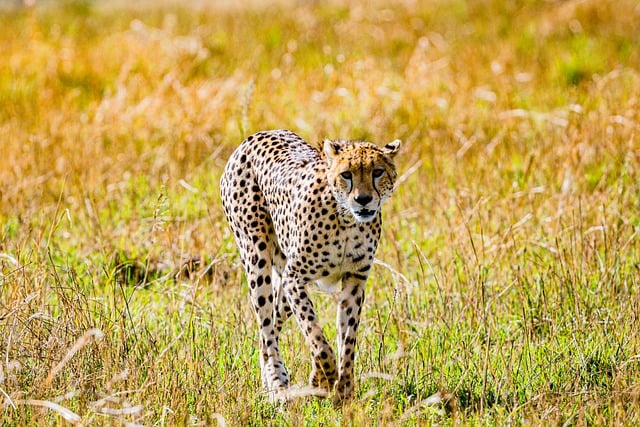 Безкоштовно завантажте зображення гепарда, ссавця, великого кота, яке можна редагувати за допомогою безкоштовного онлайн-редактора зображень GIMP