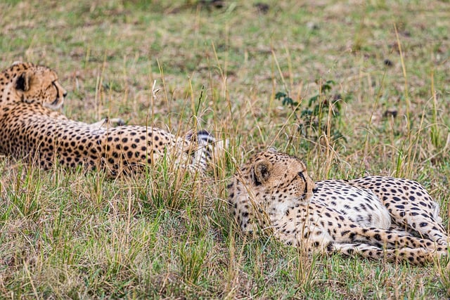 Free download cheetah animals wildlife landscape free picture to be edited with GIMP free online image editor