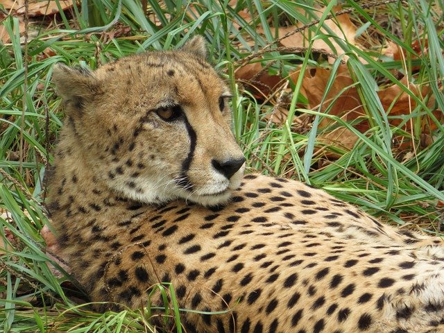 تنزيل Cheetah Cat Animal - صورة مجانية أو صورة مجانية ليتم تحريرها باستخدام محرر الصور عبر الإنترنت GIMP