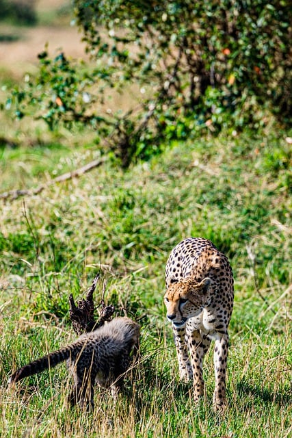 Free download cheetah feline cub mammal field free picture to be edited with GIMP free online image editor