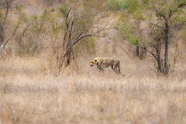 Free download cheetah fur points africa safari free picture to be edited with GIMP free online image editor