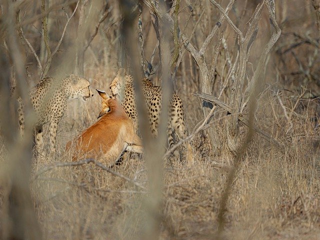 Free download Cheetah Hunting South Africa -  free free photo or picture to be edited with GIMP online image editor