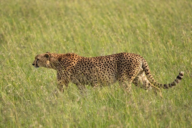 Free download cheetah mammal wildlife animal free picture to be edited with GIMP free online image editor