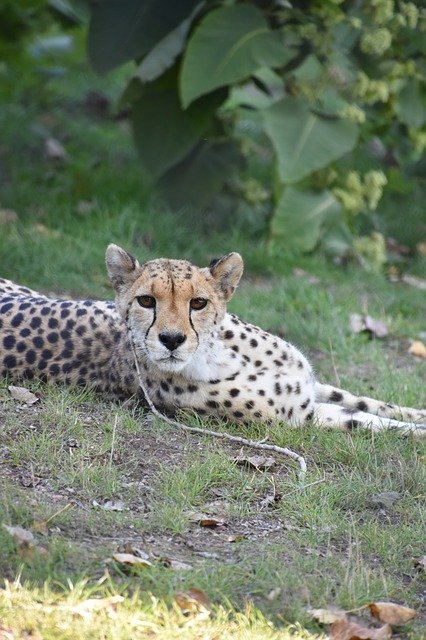 Descărcare gratuită Cheetah Nature Tawny - fotografie sau imagini gratuite pentru a fi editate cu editorul de imagini online GIMP