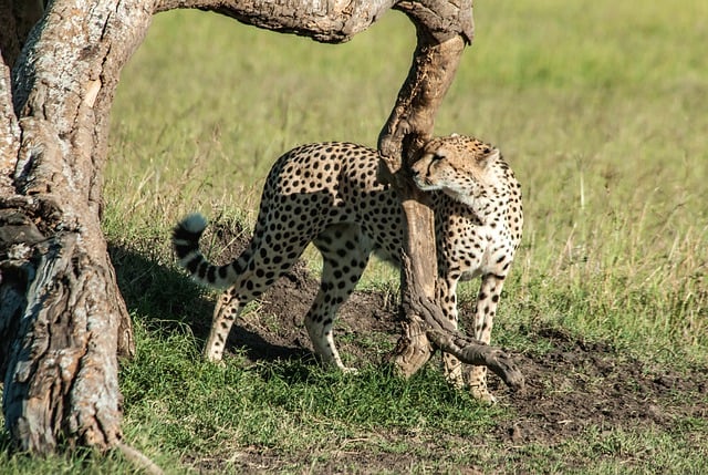 Gratis download cheetah roofdier dier natuur gratis foto om te bewerken met GIMP gratis online afbeeldingseditor