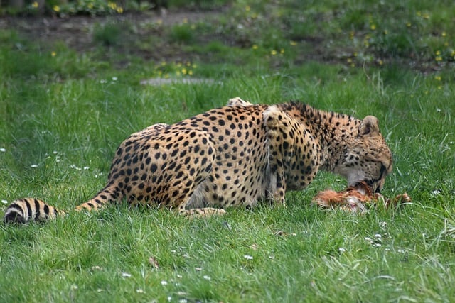Free download cheetah predator wild mammal fur free picture to be edited with GIMP free online image editor