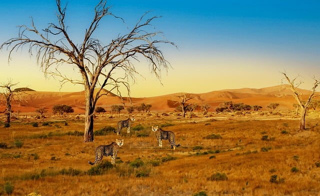 Free download cheetahs africa wilderness free picture to be edited with GIMP free online image editor