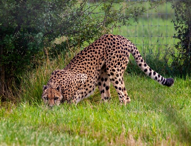 Descărcare gratuită Cheetah Stalking Big Cat - fotografie sau imagini gratuite pentru a fi editate cu editorul de imagini online GIMP