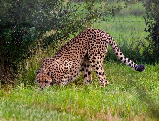 ดาวน์โหลดฟรี Cheetah Stalking Big Cat - รูปถ่ายหรือรูปภาพฟรีที่จะแก้ไขด้วยโปรแกรมแก้ไขรูปภาพออนไลน์ GIMP